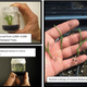 The cloning and propagation process.